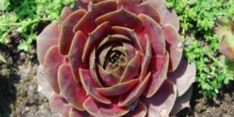 Jak zasadit skalku na zahradě - tipy na pěstování sukulentů